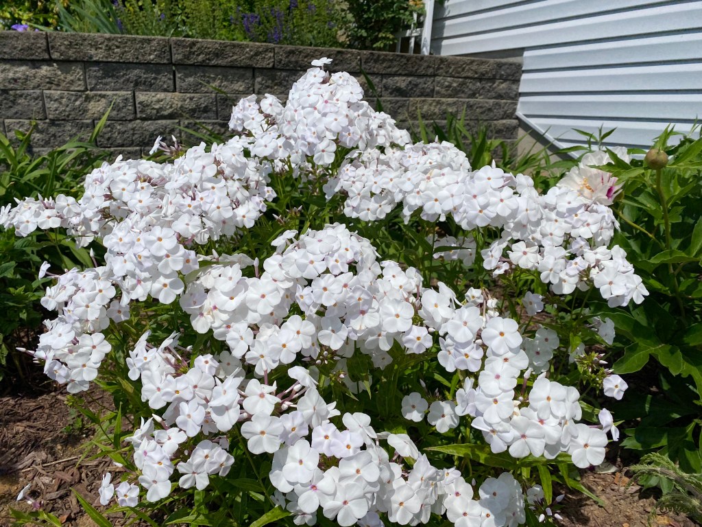Phlox in my garden. (Meghan Mussoline)