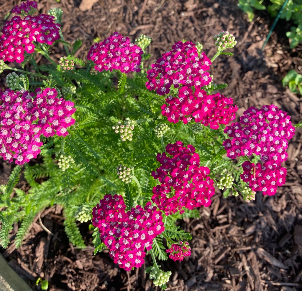 Violet yarrow as captured in my garden. Yarrow attracts butterflies, bees, and other pollinators. (Meghan Mussoline)